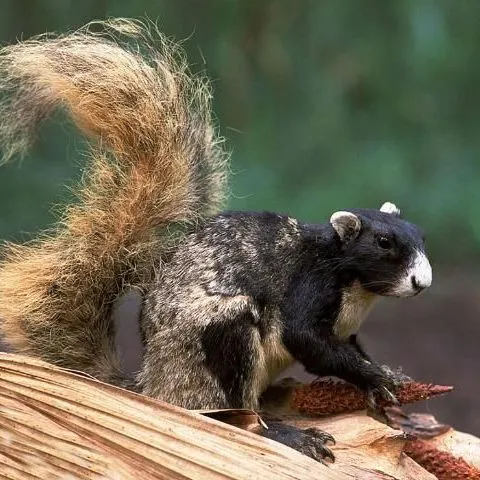 thumbnail for publication: The Value of Oaks to Wildlife